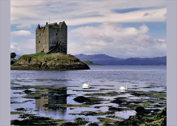 Scotland, Highland, Wester Ross, Stalker Castle. Mute swans paddle by Stalker Castle