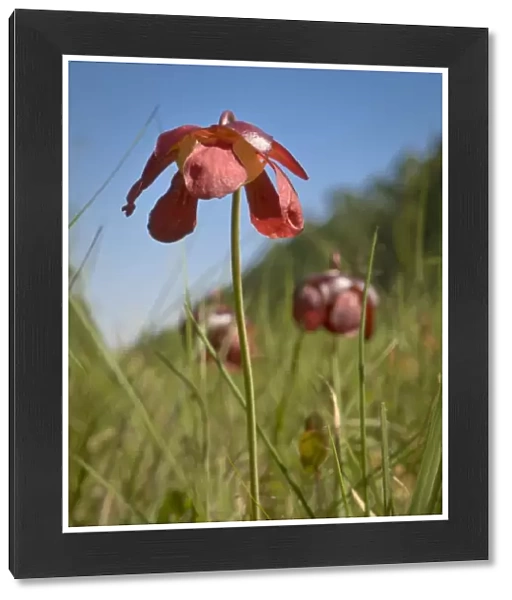 Parrot pitcher plant flower, Apalachicola National Forest, Florida, USA