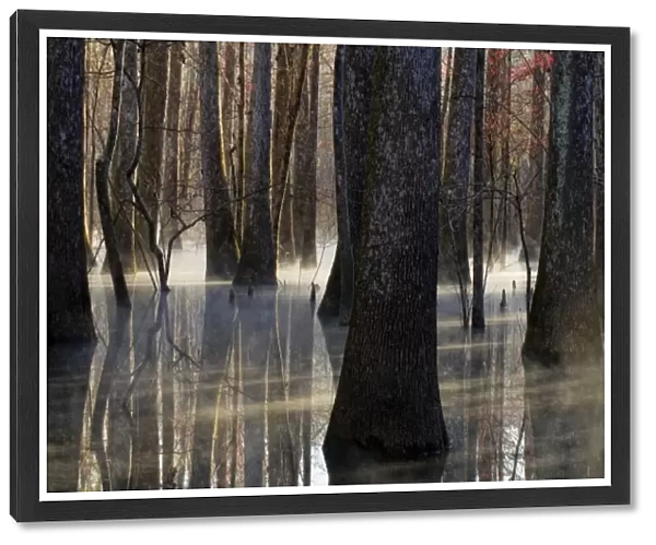 Reflections, cool morning mist, inside a floodplain forest, Florida Caverns State Park