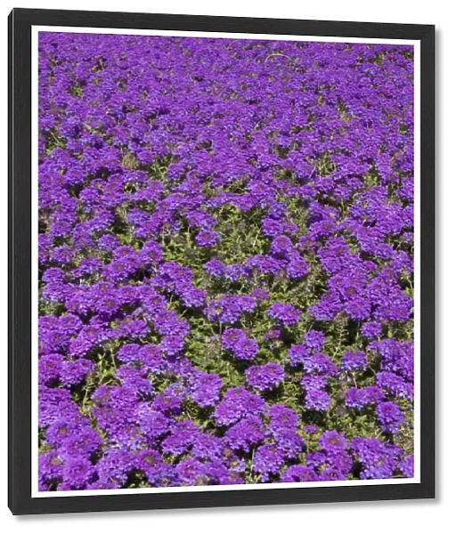 USA, Florida, Flagler, Palm Coast, purple flowers at Ginn Hammock Beach Resort