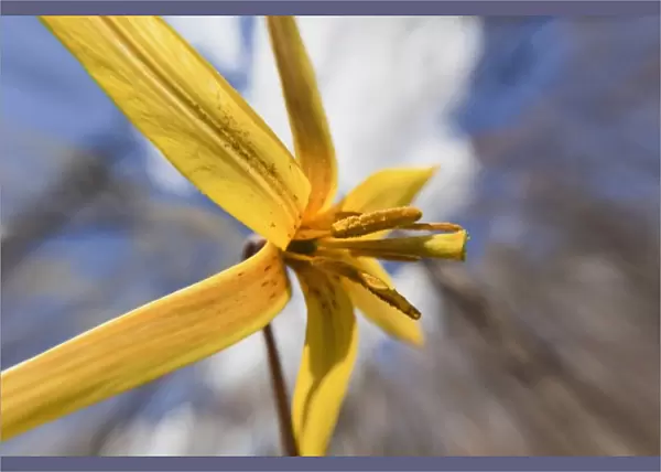 Trout Lily, Erythronium americanum