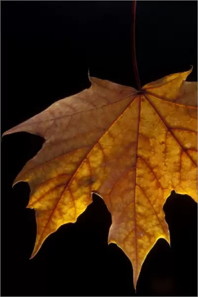 Close-up of a Maple Leaf