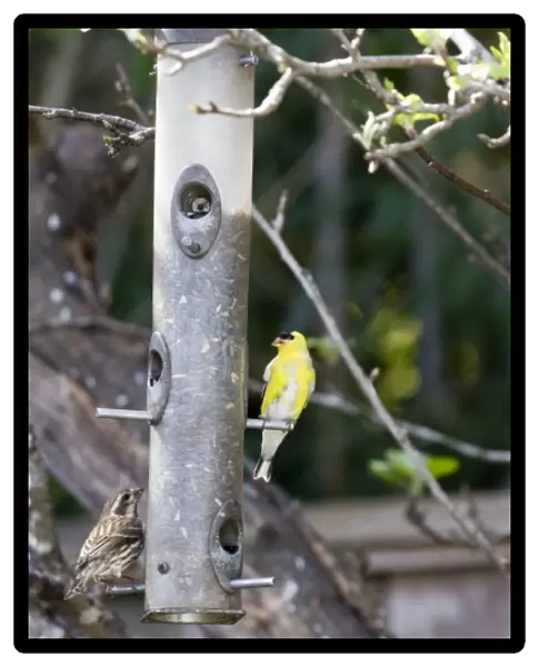 American Goldfinch and sparrow at backyard feeder holding sunflower seeds in Santa Cruz CA