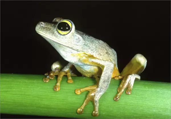 Green-eyed Treefrog, Hyla crepitans, Native to Northern South America