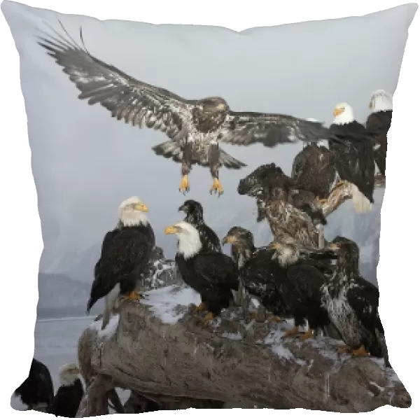 Bald Eagles gathering on a log, Haliaeetus leucocephalus, Homer, Alaska