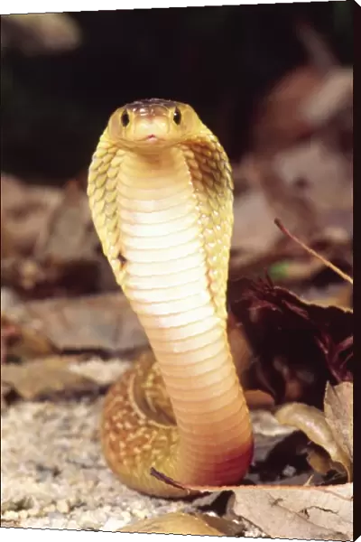 Formosa Island Cobra, Naja naja atra, Native to Formosa Island