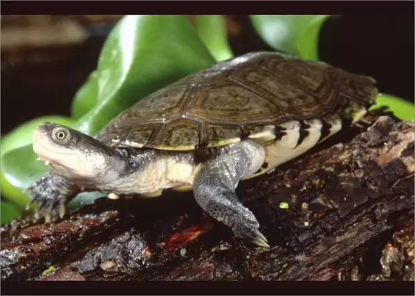 African Helmeted Turtle, Pelomedusa subrufa, Native to Sub Saharan Africa