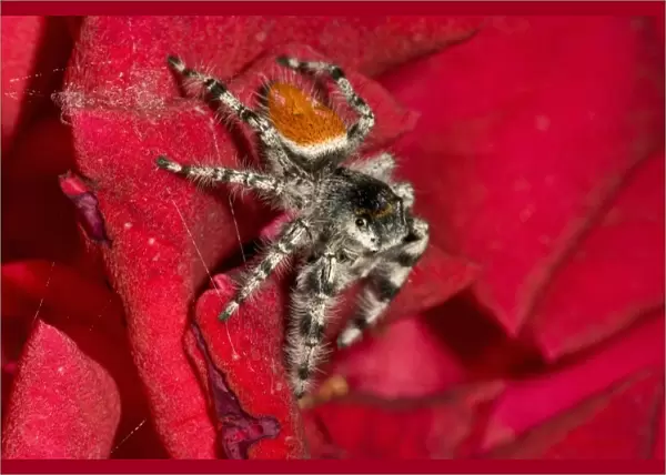 Jumping Spider, Metaphidippus sp. Southern California