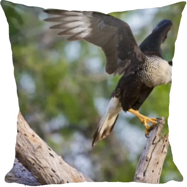 Crested Caracara (Caracara cheriway) adult, landing with wings beating, Hidalgo county, s