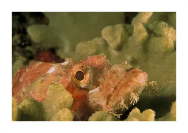 Smallscale scorpionfish, or scorpaenopsis oxycephalus