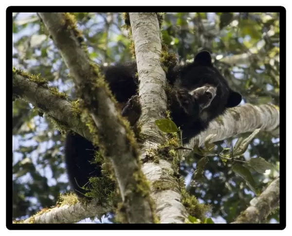 Spectacled or Andean Bear (Tremarctos ornatus) wild adolescent male feeding on fruiting