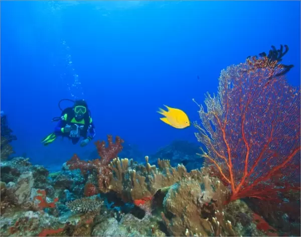 MR Diver with large Gorgonian Sea Fan & Yellow Damselfish near Beqa Island off Southern Viti Levu
