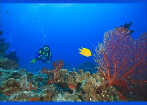MR Diver with large Gorgonian Sea Fan & Yellow Damselfish near Beqa Island off Southern Viti Levu