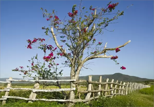 New Caledonia, North-West Grande Terre Island, Pouembout. Bougainvilla tree and ranch fence