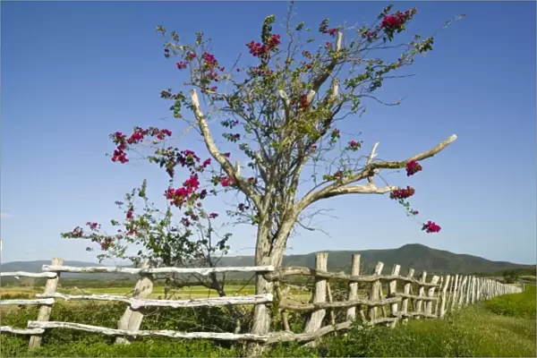 New Caledonia, North-West Grande Terre Island, Pouembout. Bougainvilla tree and ranch fence