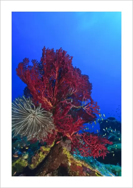 Purple Gorgonian Sea Fan and attached crinoid, Raja Ampat region of Papua (formerly