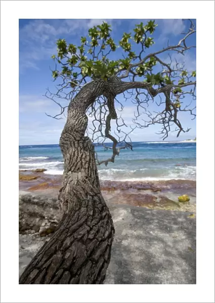 French Polynesia, Society Islands, Rangiroa. A living tree trunk on the ocean shoreline