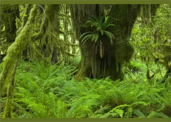 NA, USA, Washington, Olympic NP. Fresh Spring green of the rainforest, Spring Fresh