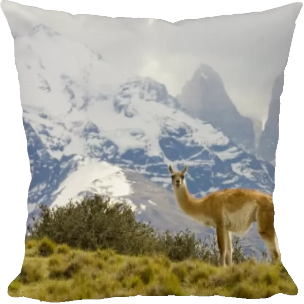 Guanaco with Paine Towers in background, Torres Del Paine National Park, Region 12