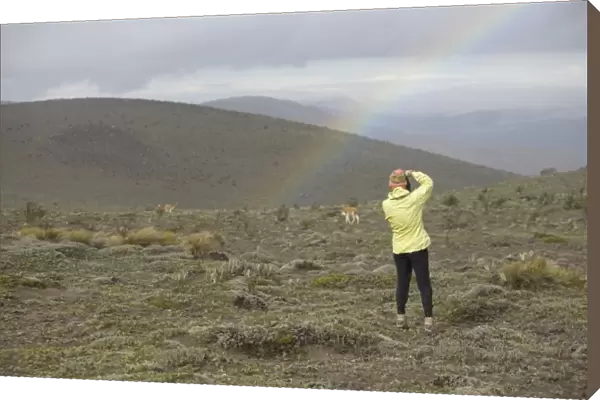 Ecuador, woman photographing wild vicuna (Vicugna vicugna) and rainbow on Mt. Chimborazo