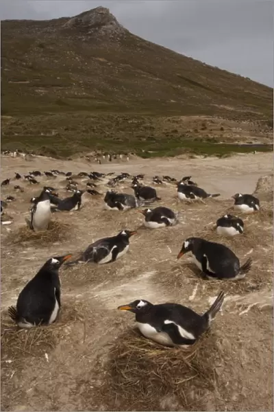 Gentoo Penguins (Pygoscelis papua) colony, West Falkland, Falkland Islands