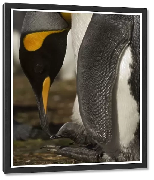 King Penguins (Aptenodytes p. patagonica), an adult with a day old chick on its feet