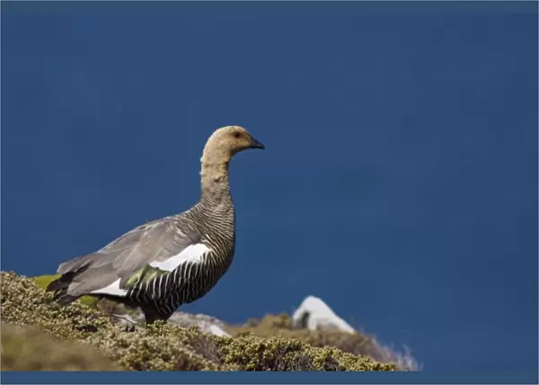 upland goose, Chloephaga picta leucoptera, male in flight, Falkland Islands, South
