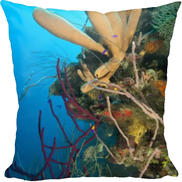 Branching Vase Sponge (Callyspongia vaginalis), Caribbean Scuba Diving, Roatan, Bay Islands