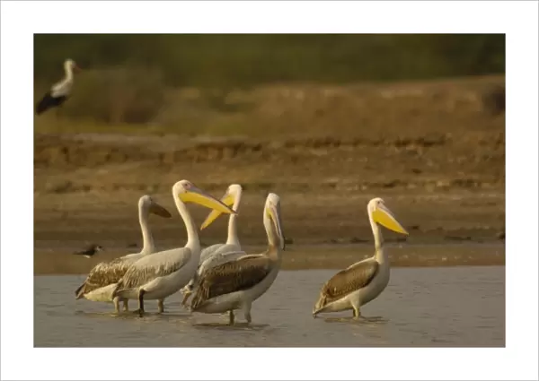 Great White Pelicans (Pelecanus onocrotalus). Velavadar National Park. Gujarat. SW INDIA