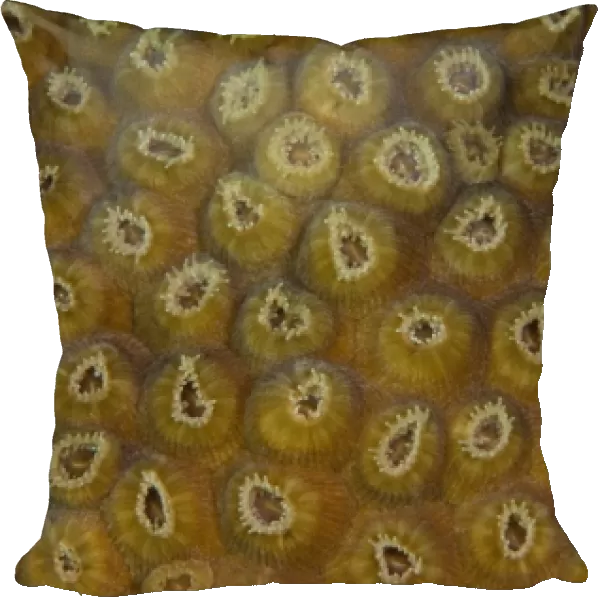 Star Coral Polyp Detail (Montastraea sp. ), Puenta Gruesa, Sian Ka an Biosphere Reserve