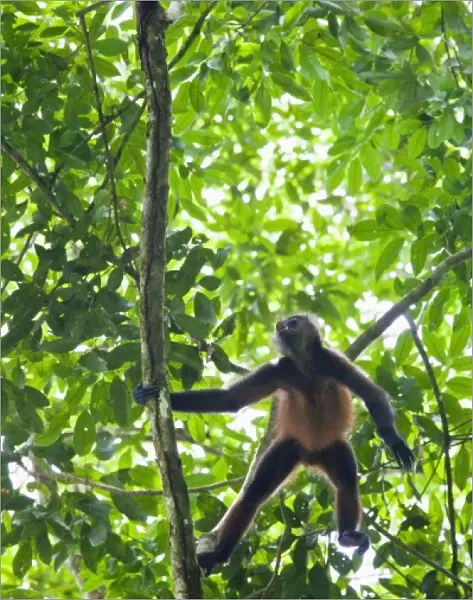Geoffroys Spider Monkey (Ateles geoffroyi) aggressively screams and howls to