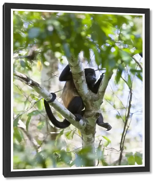 Resting Common Mantled Howler Monkey (Alouatta palliata)