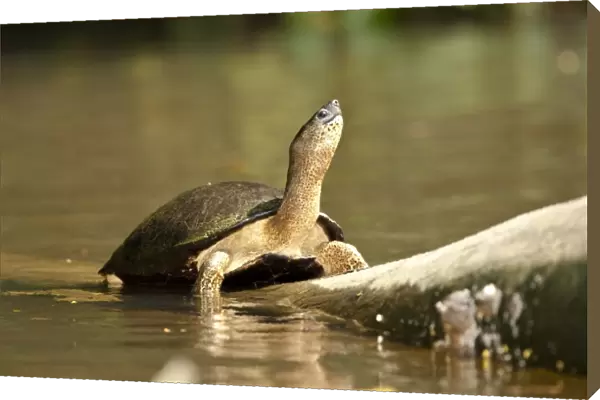 Black Wood Turtle, Rhinoclemmys funerea, Costa Rica, on log in water hole
