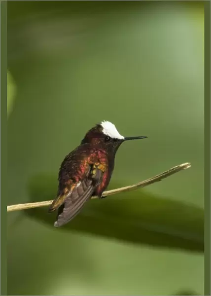 Snowcap Hummingbird, Cordillera Talamanca, Costa Rica