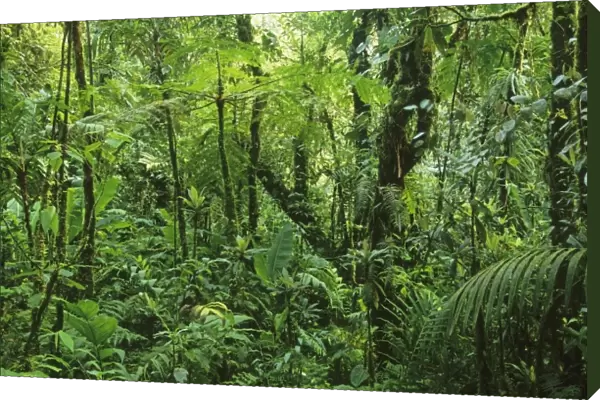 Costa Rica, Monteverde, Monteverde Cloud Forest, Cordillera Tilaran, dense elfin