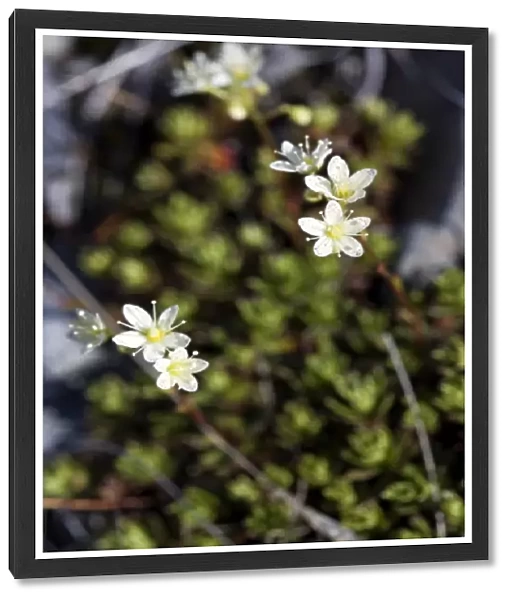 Prickly Saxifrage (Saxifraga tricuspidata) - Arctic National Wildlife Refuge, Alaska