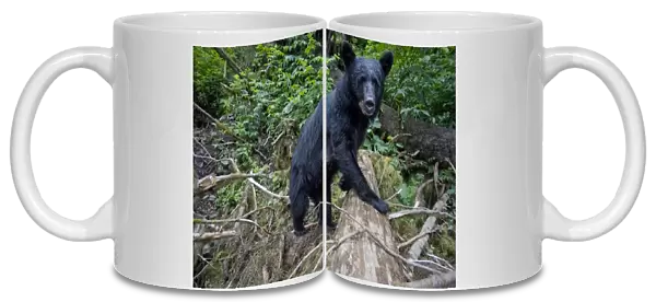 USA, Alaska, Kake, Remote camera view of Black Bear (Ursus americanus) walking through