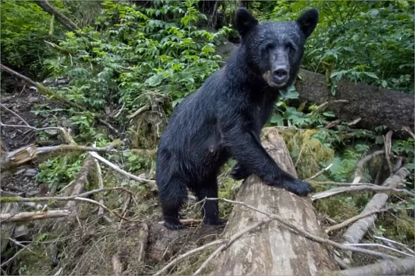 USA, Alaska, Kake, Remote camera view of Black Bear (Ursus americanus) walking through
