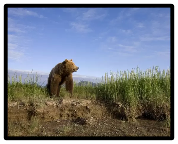 USA, Alaska, Katmai National Park, Brown Bears (Ursus arctos) walking along Hallo
