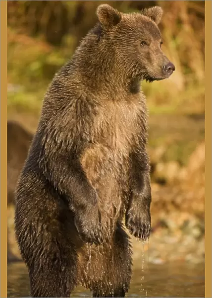 USA, Alaska, Katmai National Park, Kinak Bay, Brown Bear (Ursus arctos) second-year