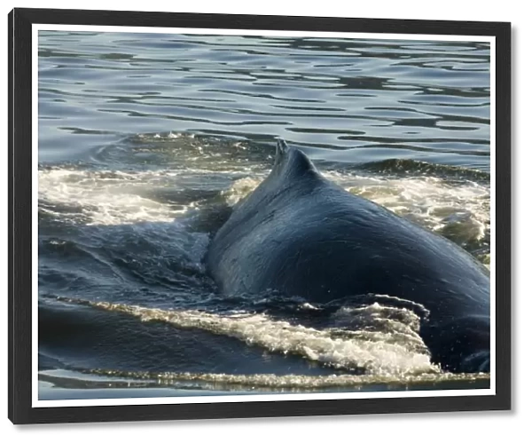 North America; USA; AK; Inside Passage. Humpback Whale (Megaptera novaeangliae) broad back