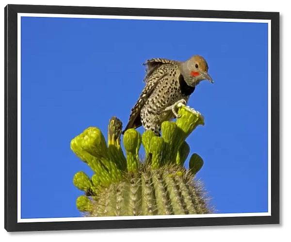 USA, Arizona, Pima County. Gilded flicker male on saguaro blossom