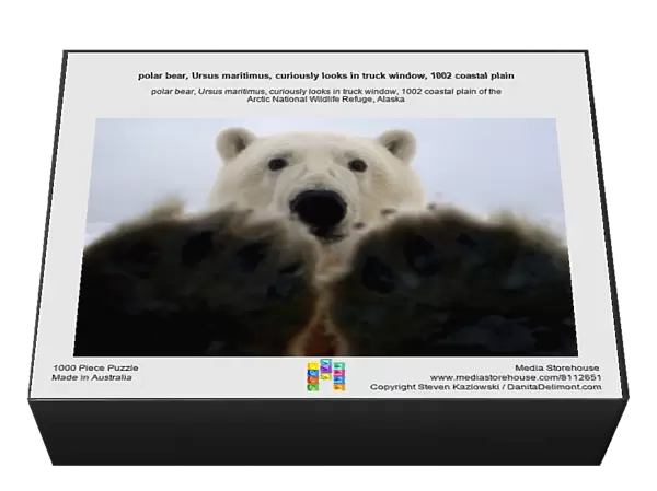 polar bear, Ursus maritimus, curiously looks in truck window, 1002 coastal plain