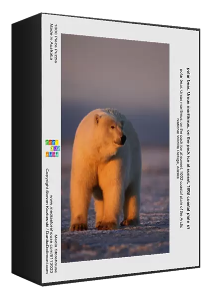 polar bear, Ursus maritimus, on the pack ice at sunset, 1002 coastal plain of the