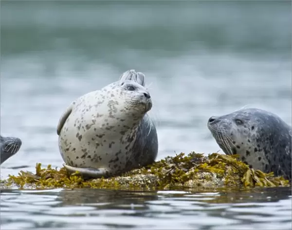 Alaska. Katmai NP. Harbor Seals