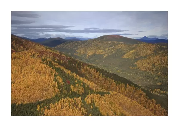 USA, Alaska, Arctic Circle, Bettles. Fall colors turn hillsides golden