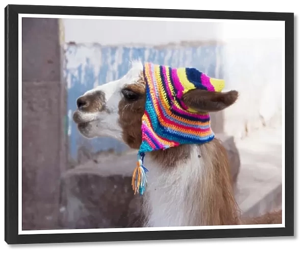 Peru, llama in a village