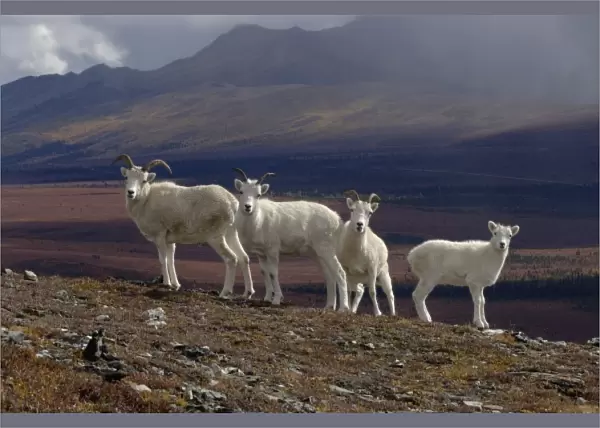 dall sheep, Ovis dalli, herd resting on a hillside during fall colors, Mount Margarget