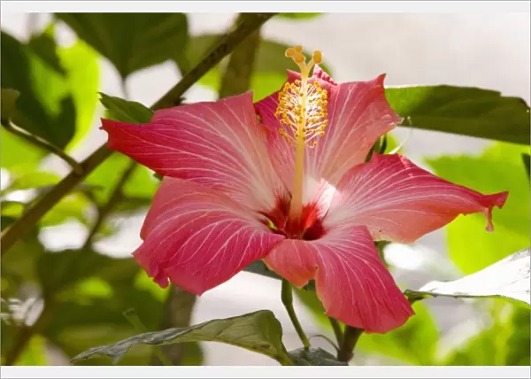 Hibiscus, Malvaceae, flowering plant, mallow family, Butterfly Aviary, Agua Caliente