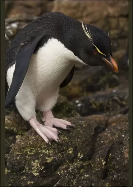 Unknown. Rockhopper Penguin (Eudyptes chrysocome chrysocome)
